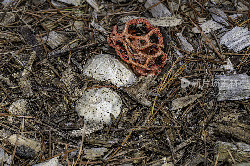 橡胶克氏菌(Clathrus ruber)是菌科真菌的一种，是克氏菌属的模式种。它通常被称为格子臭角，篮子臭角，或红笼臭角。菌托;